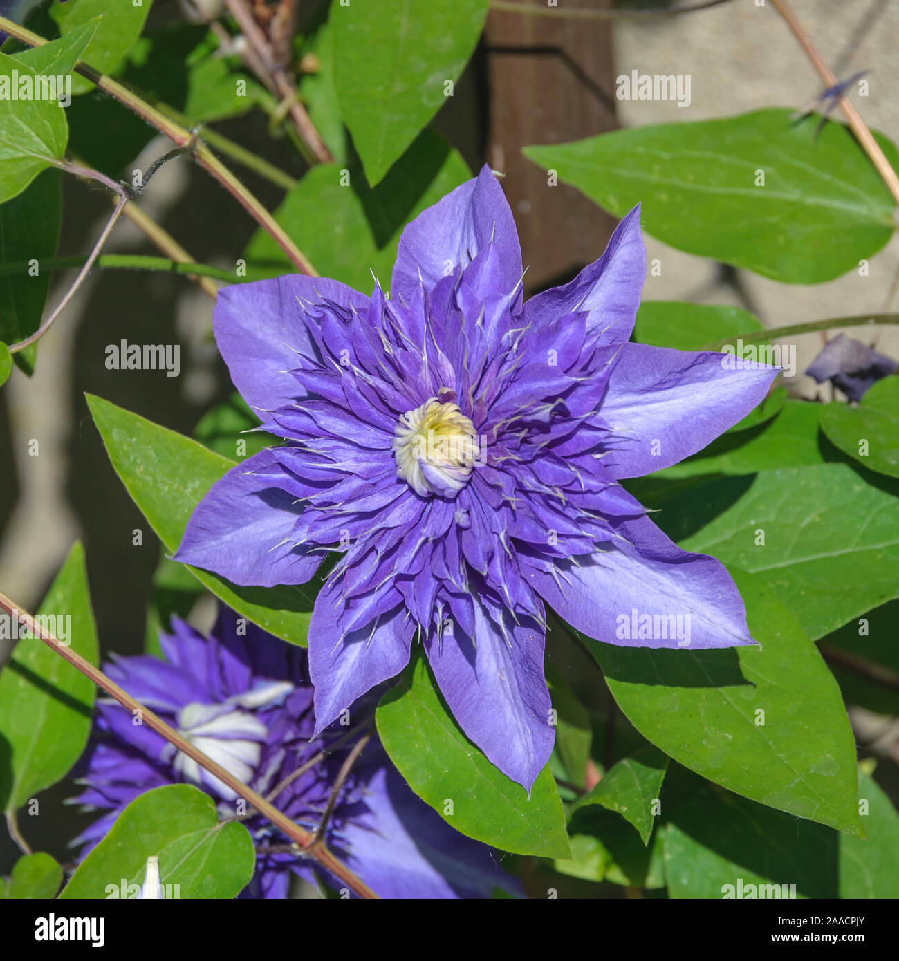 Waldrebe (Clematis 'Multi Blue') Stock Photo