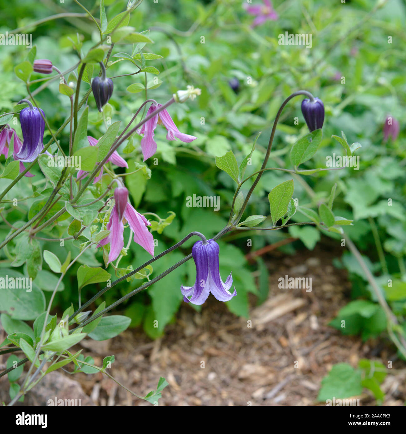 Waldrebe (Clematis 'Rooguchi'), Waldrebe (Clematis integrifolia 'Rosea') Stock Photo