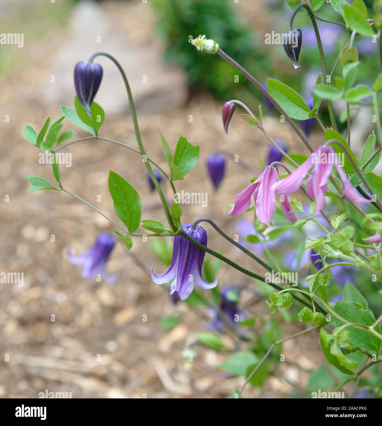 Waldrebe (Clematis 'Rooguchi'), Waldrebe (Clematis integrifolia 'Rosea') Stock Photo