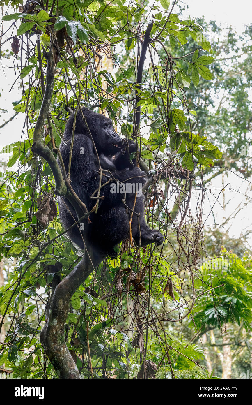 Muyambi Group silverback mountain gorilla (Gorilla beringei beringei) in a tree, Bwindi Impenetrable Forest, Bwindi Impenetrable National Park, Uganda Stock Photo