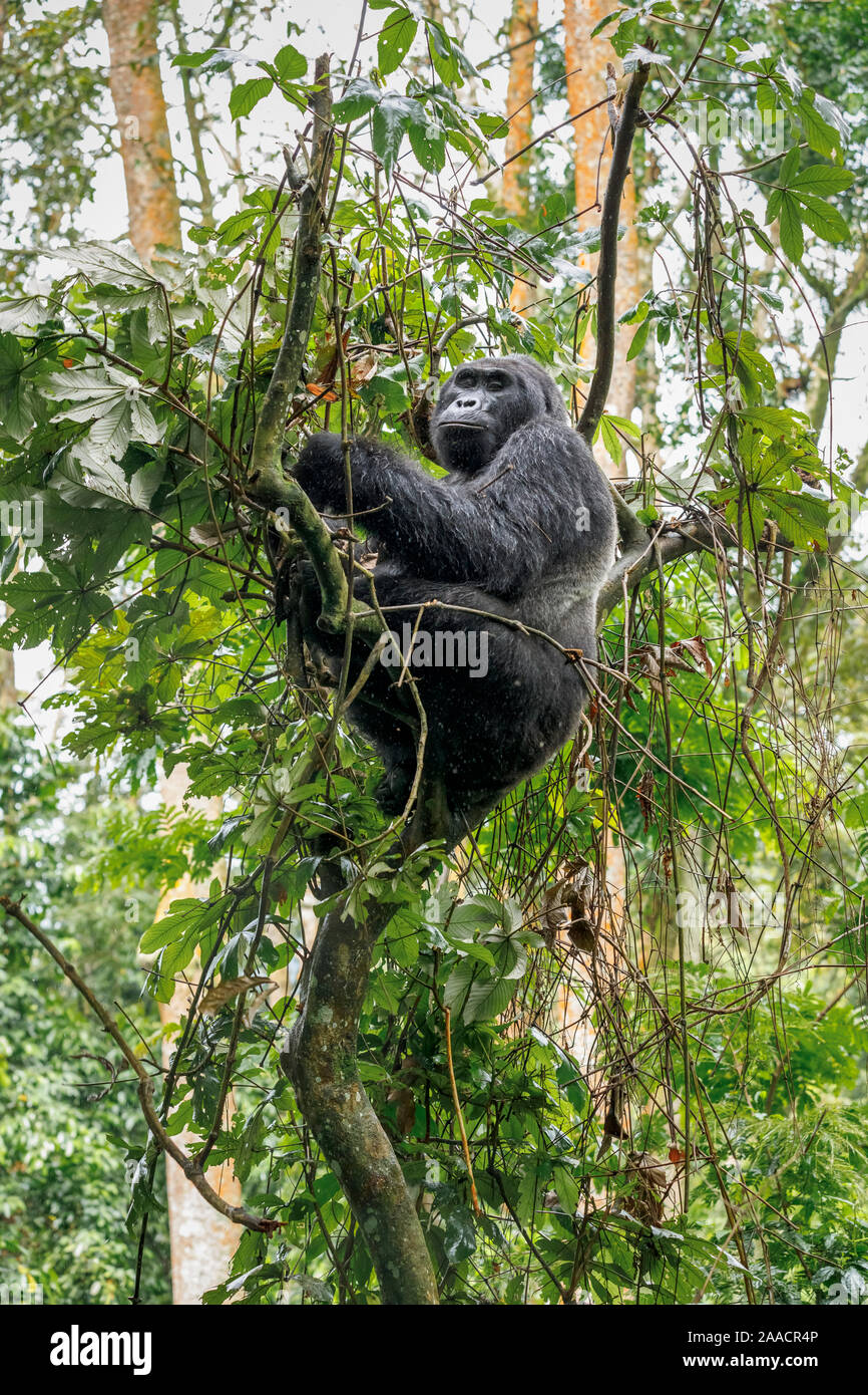 Mountain gorilla climbing tree hires stock photography and images Alamy