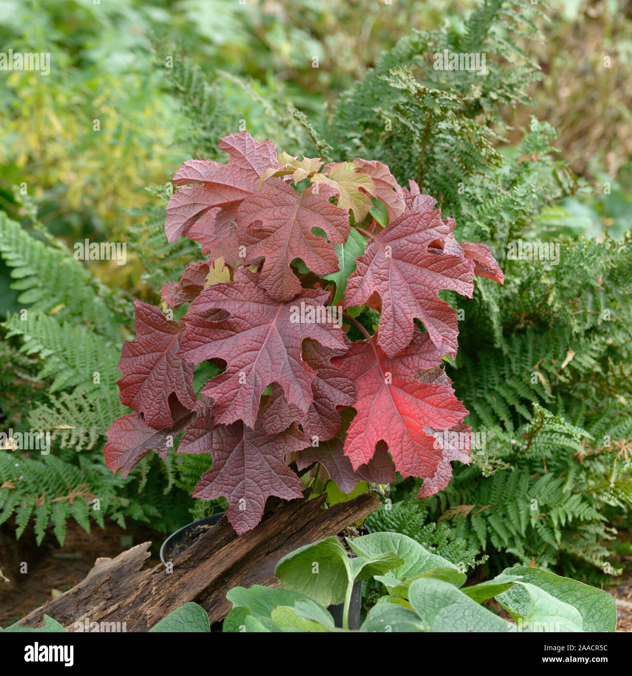 Eichenblatt-Hortensie (Hydrangea quercifolia 'Ruby Slippers') Stock Photo