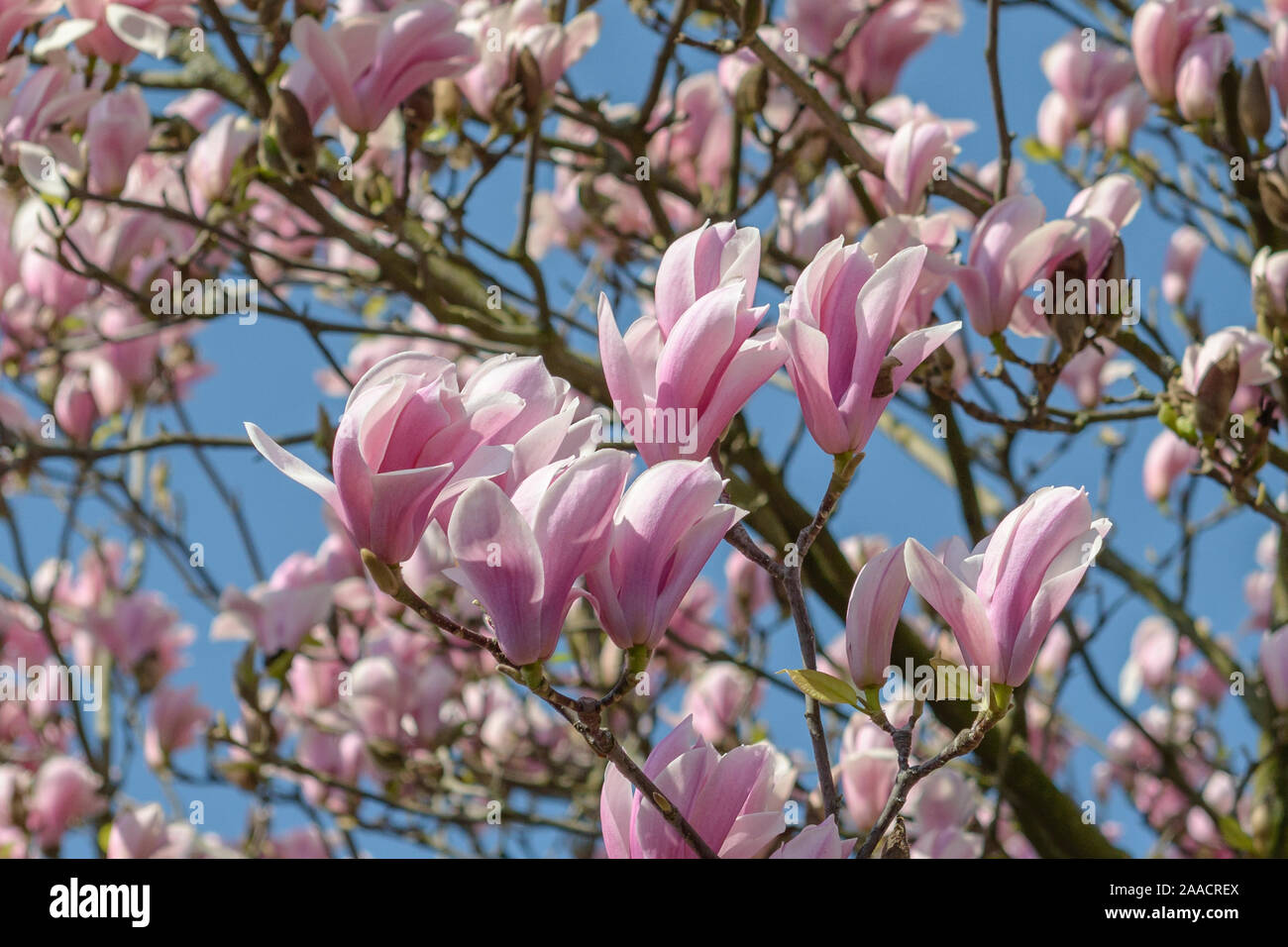 Tulpen-Magnolie (Magnolia 'Heaven Scent') Stock Photo