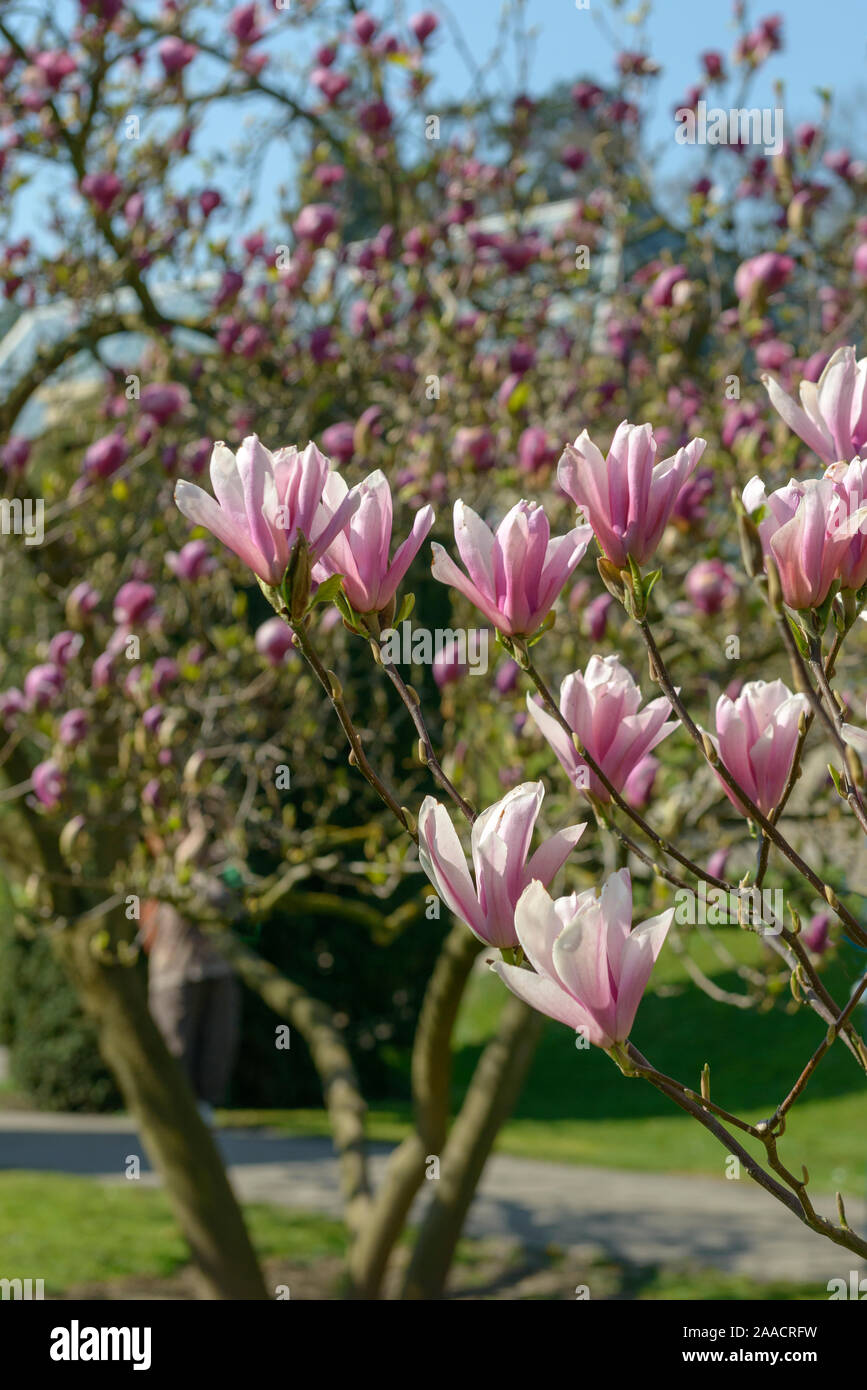 Tulpen-Magnolie (Magnolia 'Heaven Scent') Stock Photo