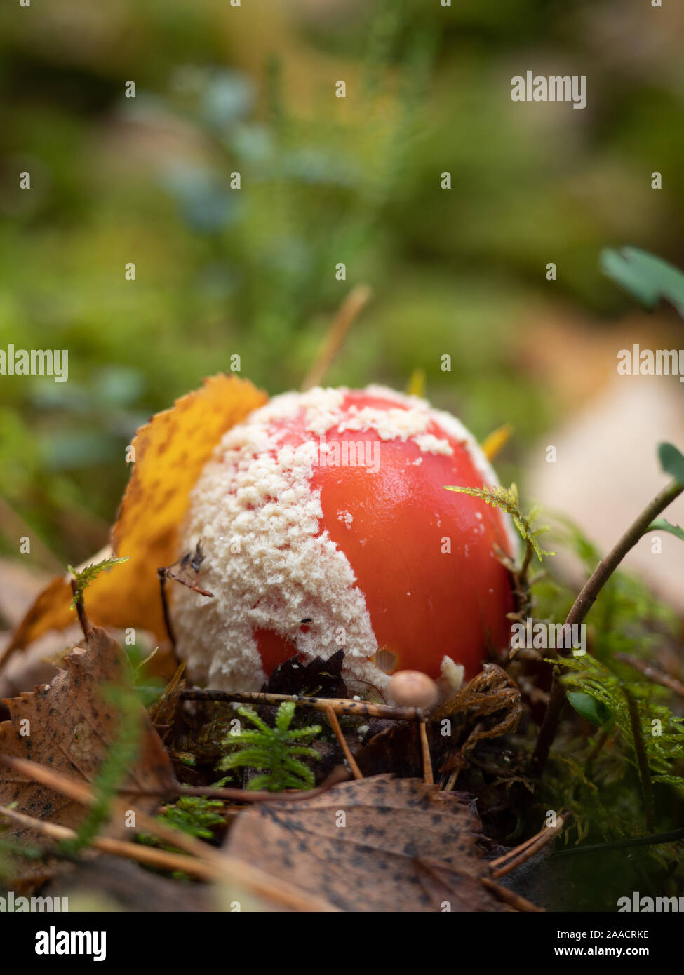 Underground Fungus High Resolution Stock Photography and Images - Alamy