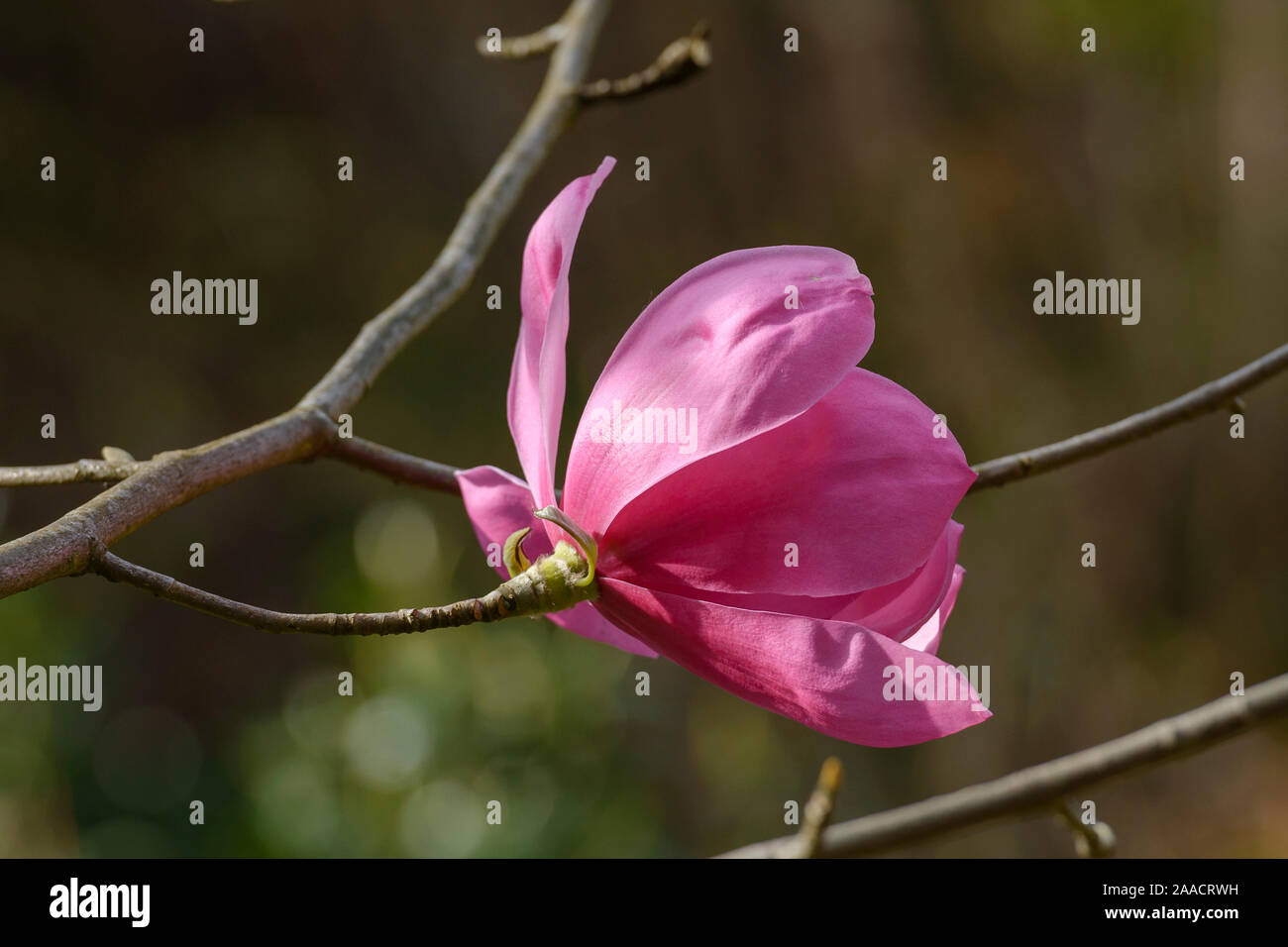 Magnolie (Magnolia sprengeri 'Burncoose') Stock Photo
