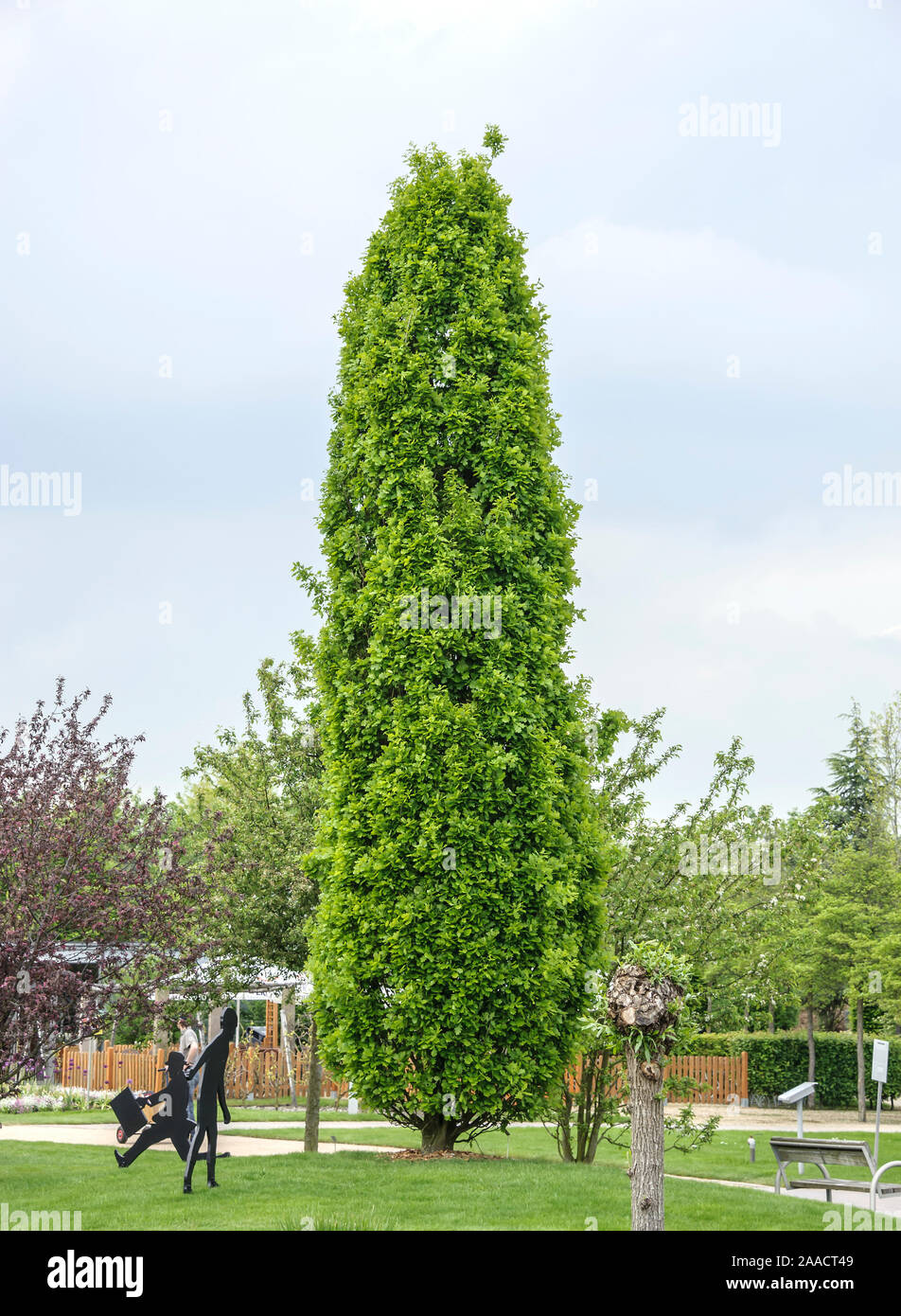 Säulen-Stiel-Eiche (Quercus robur 'Fastigiata') Stock Photo