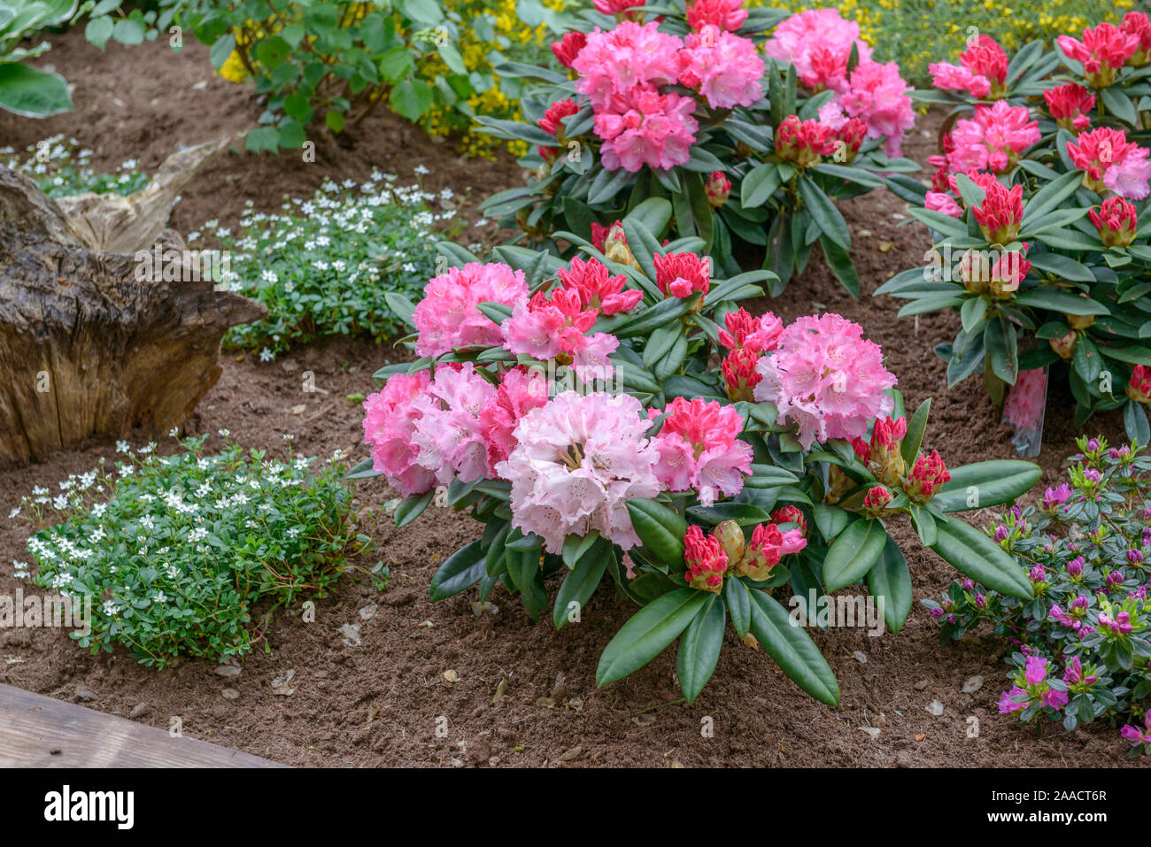 Yakushima-Rhododendron (Rhododendron 'Arabella'),  (Potentilla tridentata 'Nuuk') Stock Photo