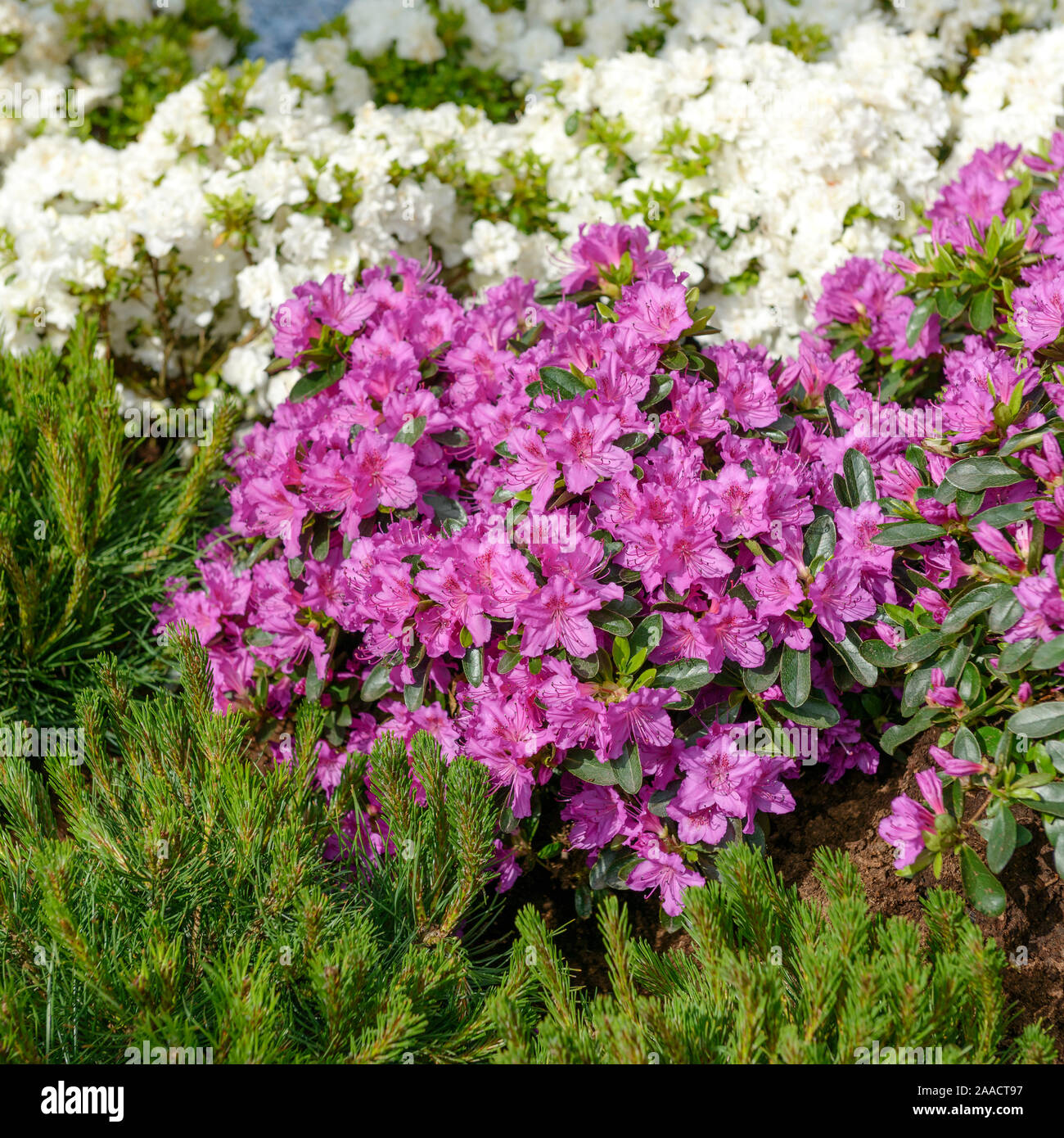 Japanische Azalee (Rhododendron 'Königstein' Stock Photo - Alamy
