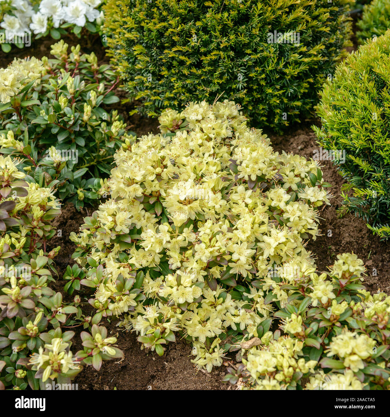 Keisukes Rhododendron (Rhododendron 'Princess Anne' Stock Photo - Alamy