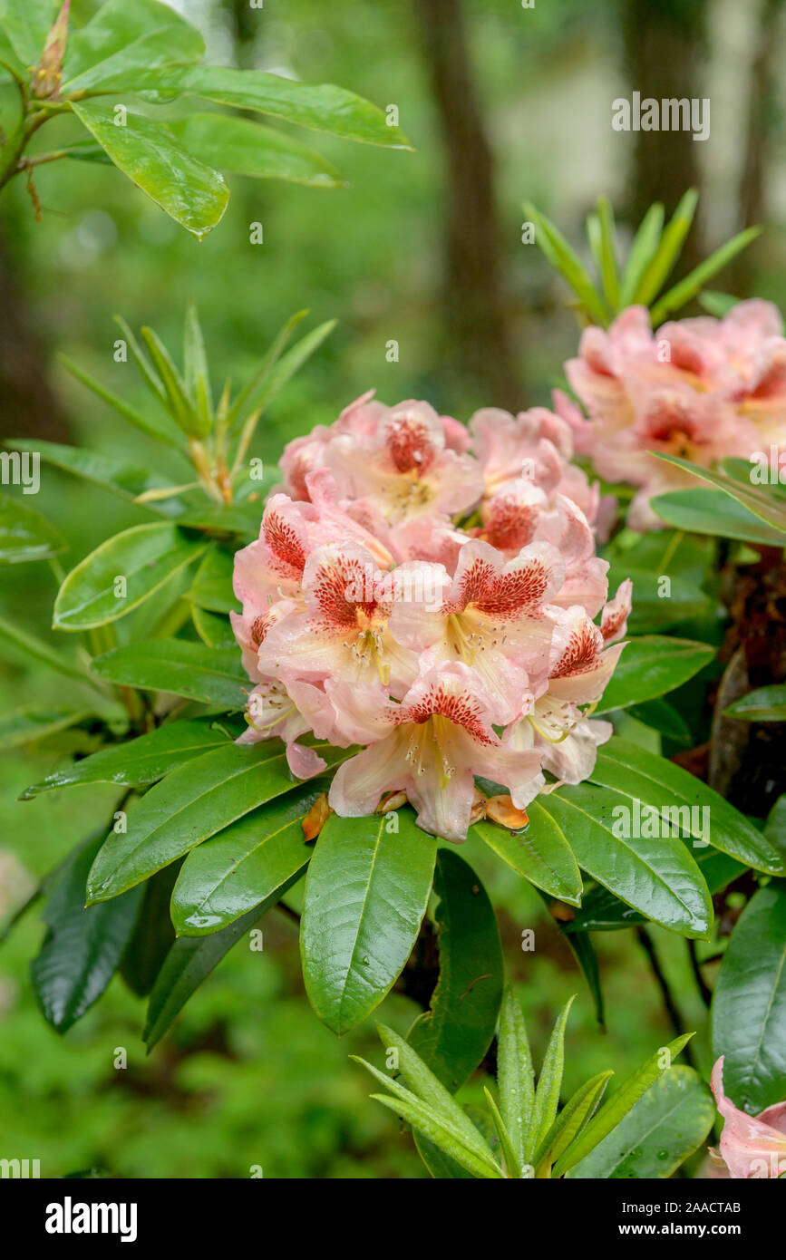 Rhododendron (Rhododendron 'Phillip' Stock Photo Alamy