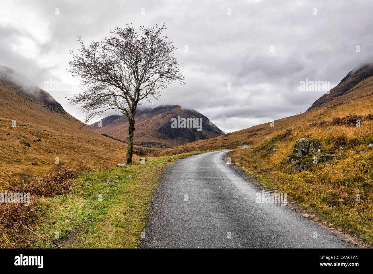 Remote mountain Road and tree in the Scottish Highlands Stock Photo Alamy