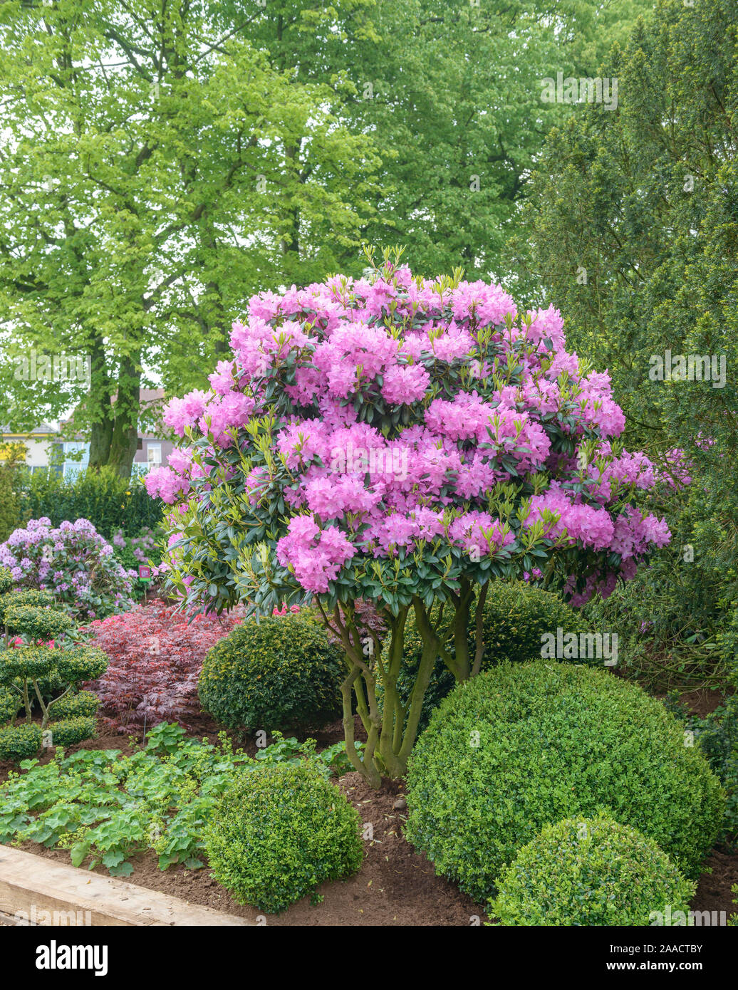 Rhododendron (Rhododendron 'Roseum Elegans') Stock Photo