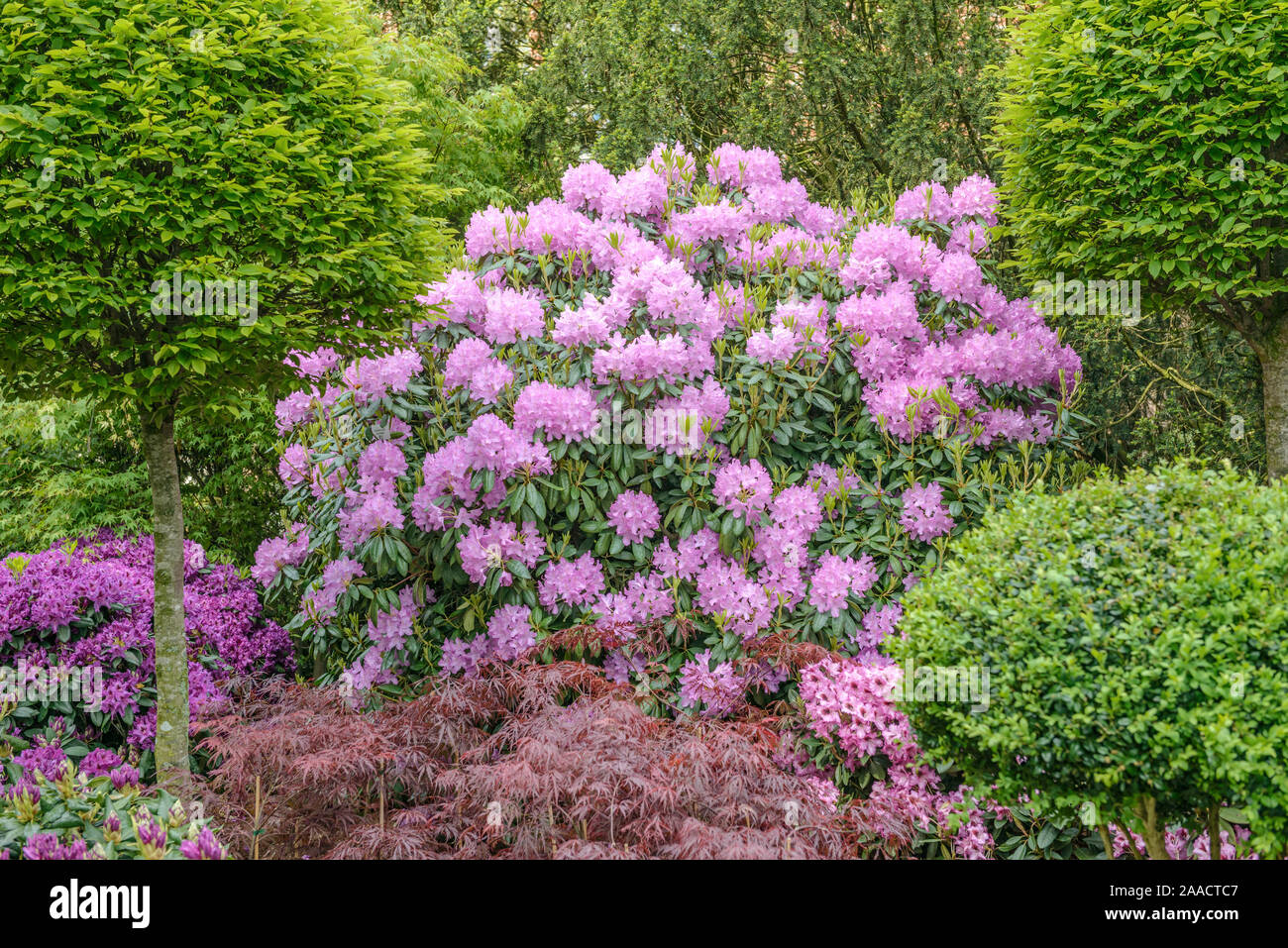 Rhododendron (Rhododendron 'Roseum Elegans') Stock Photo