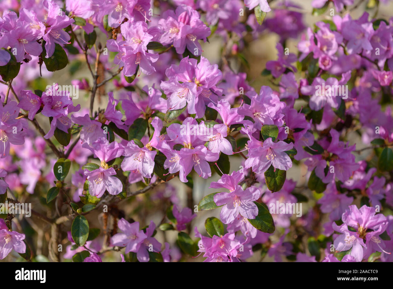 rhododendron english roseum vs roseum elegans Rhododendron Roseum Elegans 21-24"  Mulder's Nursery LLC