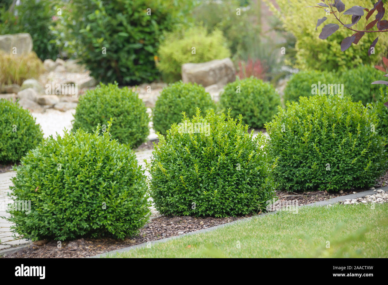 Europäischer Buchsbaum (Buxus sempervirens var. arborescens) Stock Photo