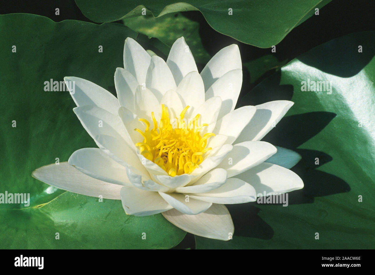 Seerose, Bluete, Nymphea alba, Stock Photo