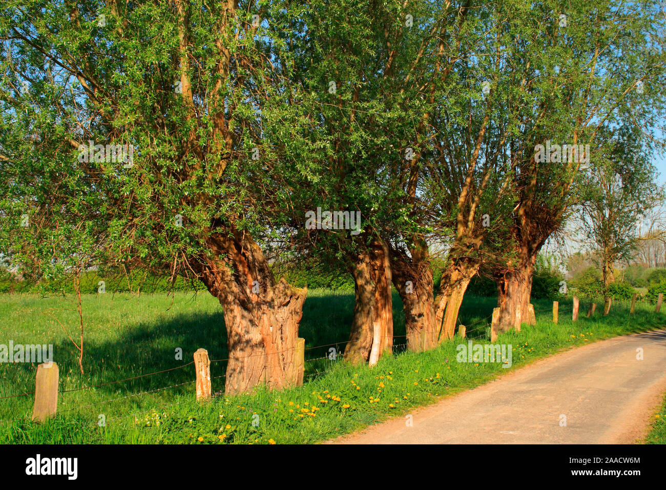 Willow Tree Kopfweide High Resolution Stock Photography and Images Alamy