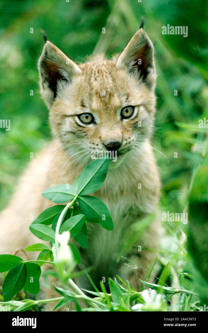 Portrait eines Europaeischen Luchses (Lynx lynx), portrait of a