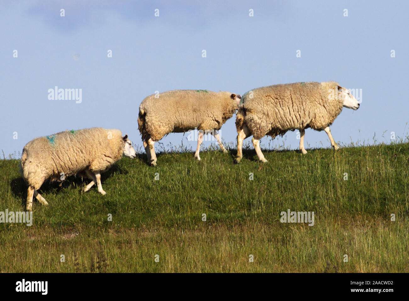 Schafe auf dem Deich auf Texel Stock Photo