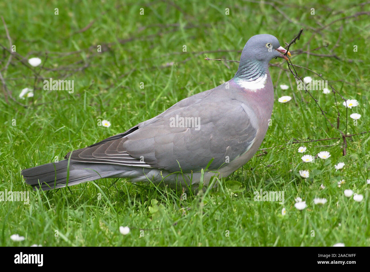 Ringeltaube auf Wiese Stock Photo Alamy