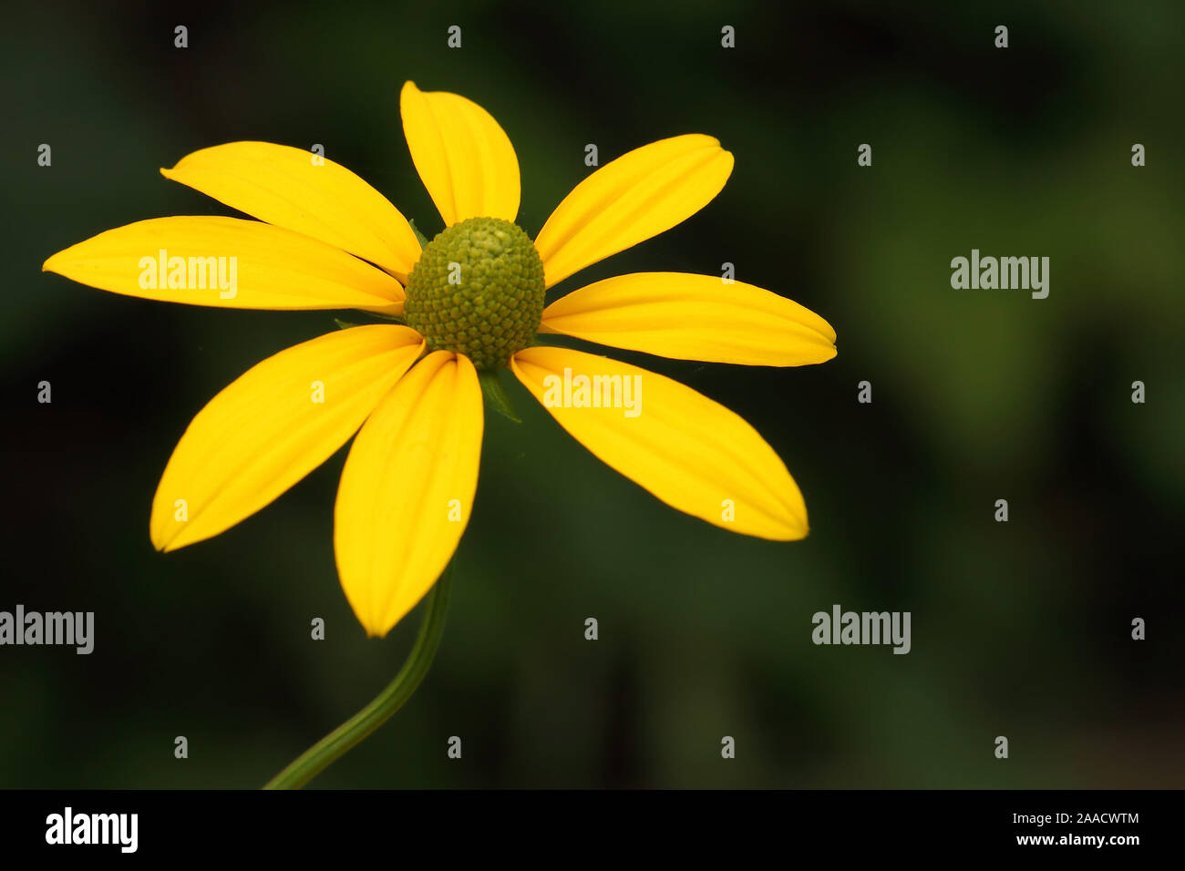 Gelbe Blume im Garten am Niederrhein Stock Photo Alamy