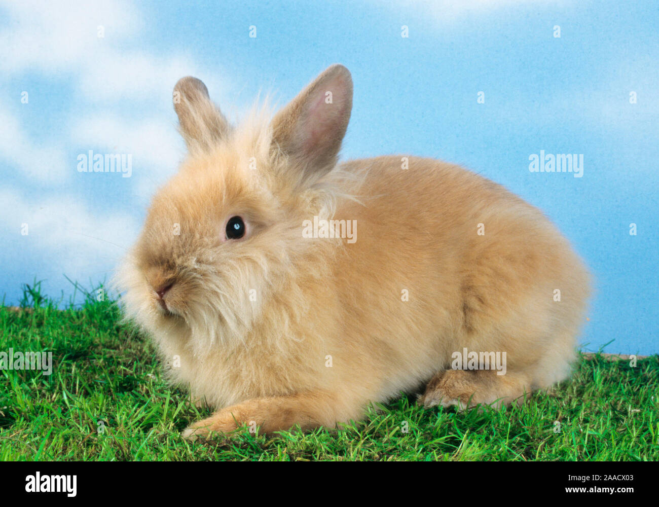 Haustiere Pet Zwergkaninchen Stock Photo 333427363 Alamy
