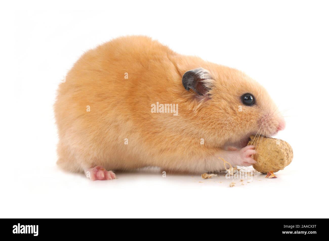 Goldhamster - Golden Hamster Stock Photo