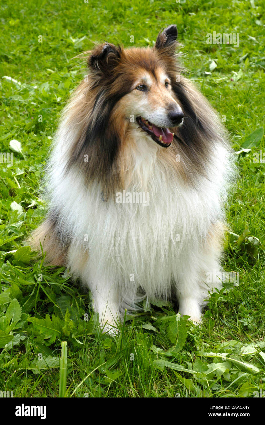 Collie - Hunde - Haustiere Stock Photo