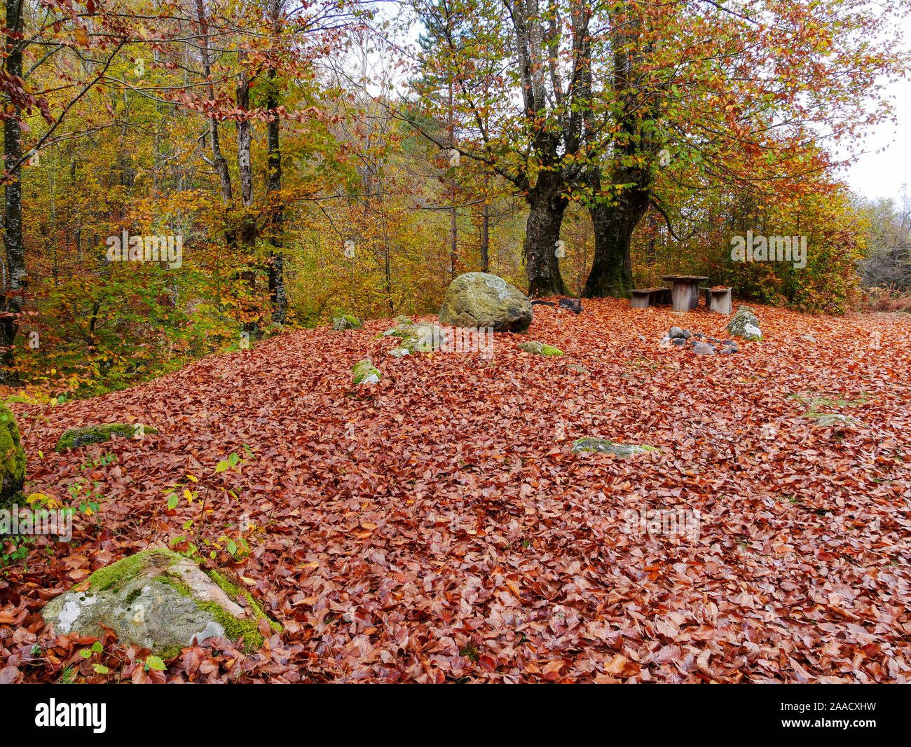 Picnic place in Stara Planina, Bulgaria. Autumn, November. Fallen leaves from centuries-old trees have covered the ground. Wooden primitive table and Stock Photo