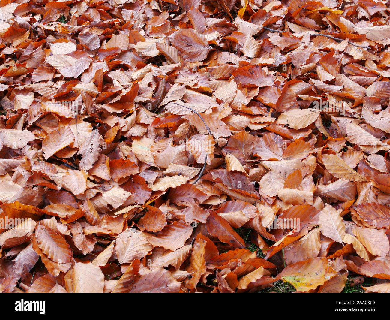 Autumn, November. Fallen leaves from centuries-old trees have covered the ground. Stock Photo