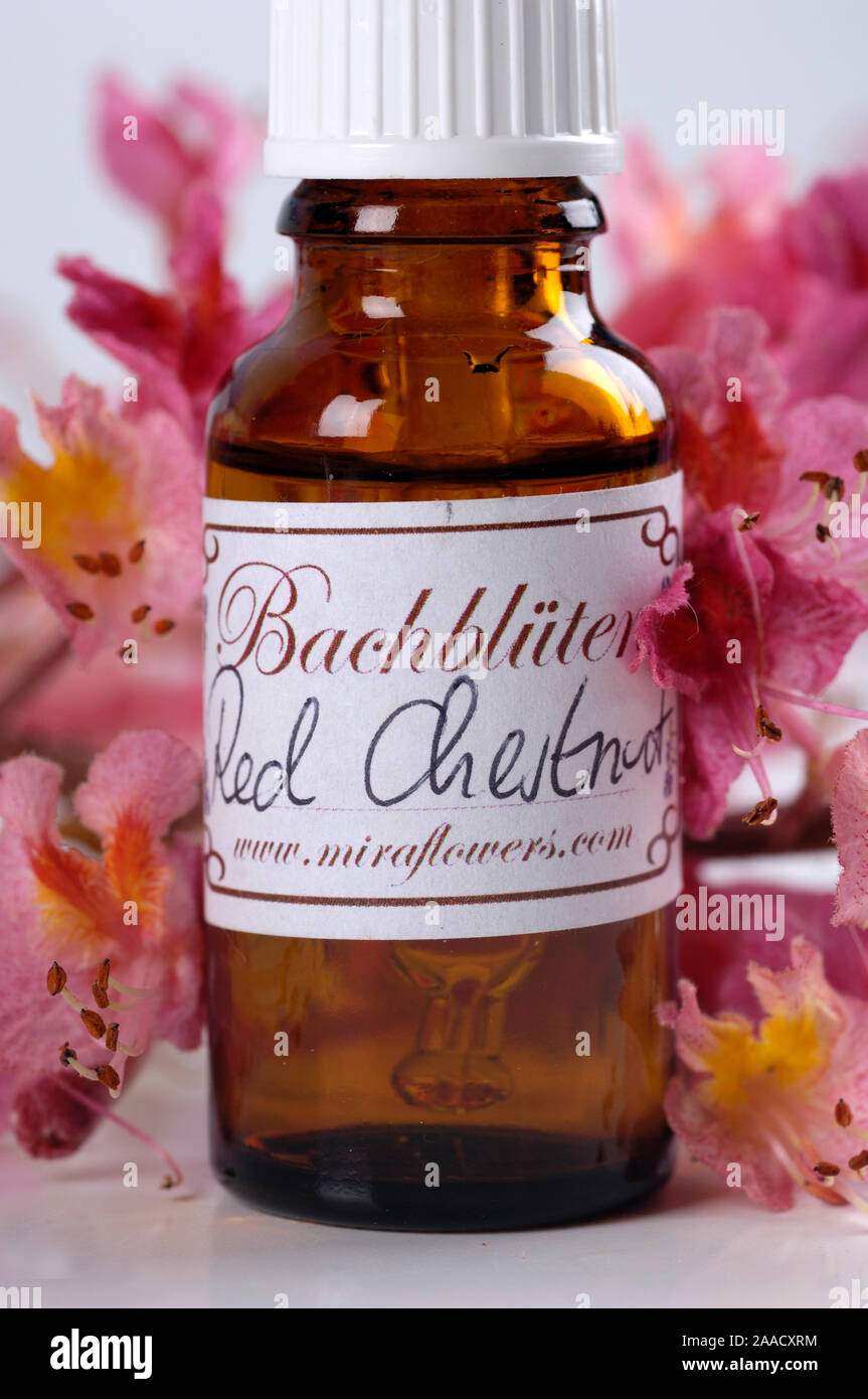 Bottle with Bach Flower Stock Remedy, Red Chestnut / (Aesculus carnea) | Flaeschen mit Bachbluetentropfen, Rote Kastanie / (Aesculus carnea) / Bachblü Stock Photo