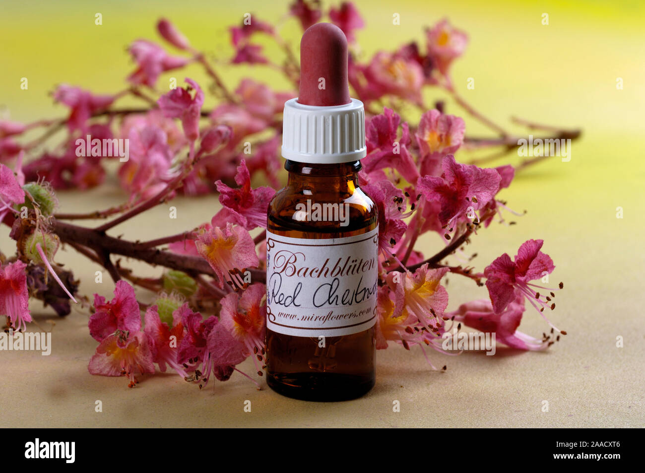 Bottle with Bach Flower Stock Remedy, Red Chestnut / (Aesculus carnea) | Flaeschen mit Bachbluetentropfen, Rote Kastanie (Aesculus carnea) / Bachblüte Stock Photo