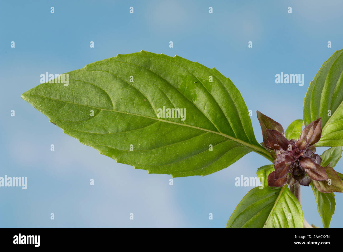 Basil 'Cino' / (Ocimum basilicum) | Zimtbasilikum 'Cino' / (Ocimum basilicum) / Nahaufnahme, Detail, close-up Stock Photo