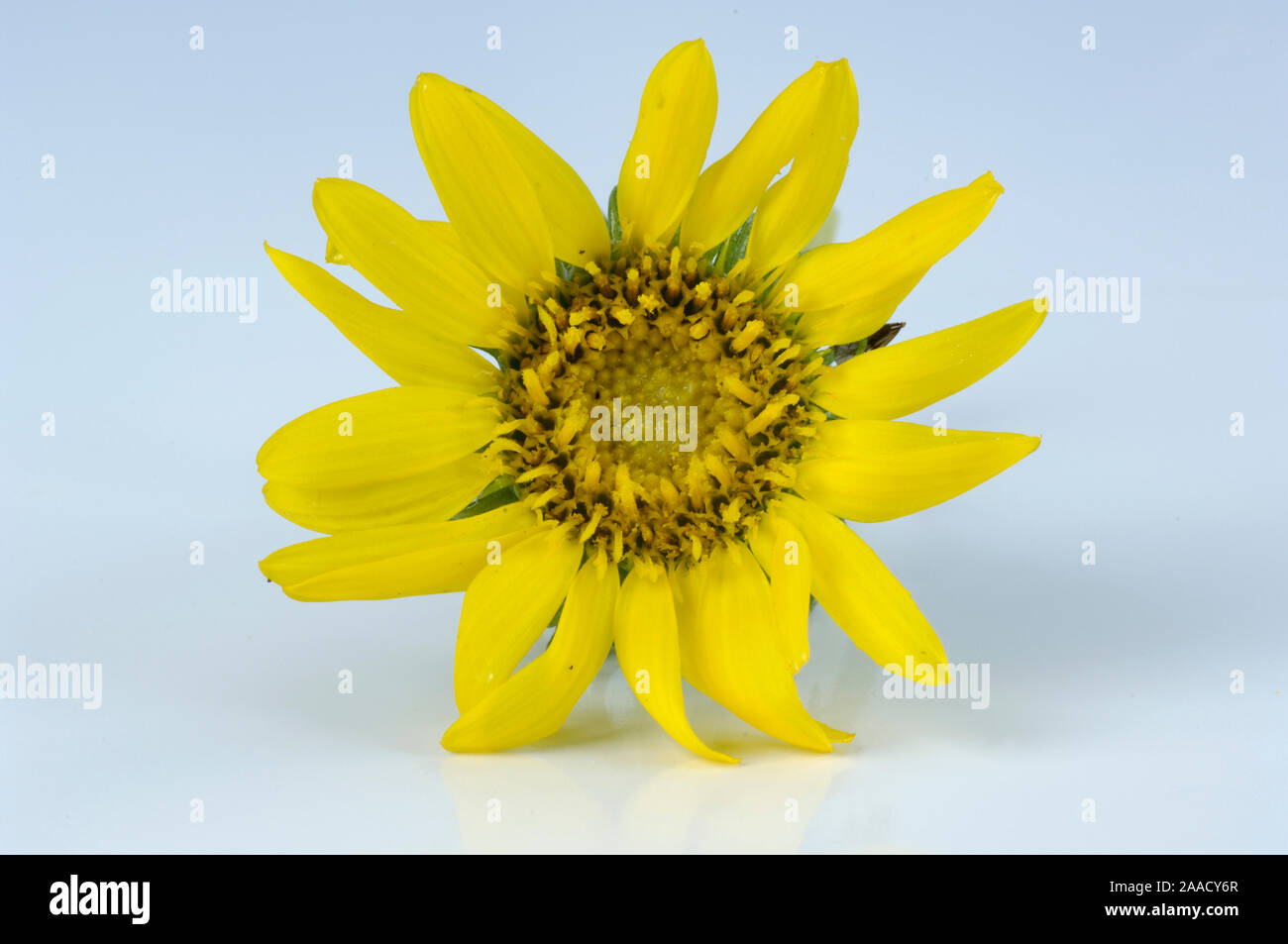 Great valley gumweed, Gumweed / (Grindelia robusta ) |  Aufrechte Grindelie / (Grindelia robusta) / Stock Photo