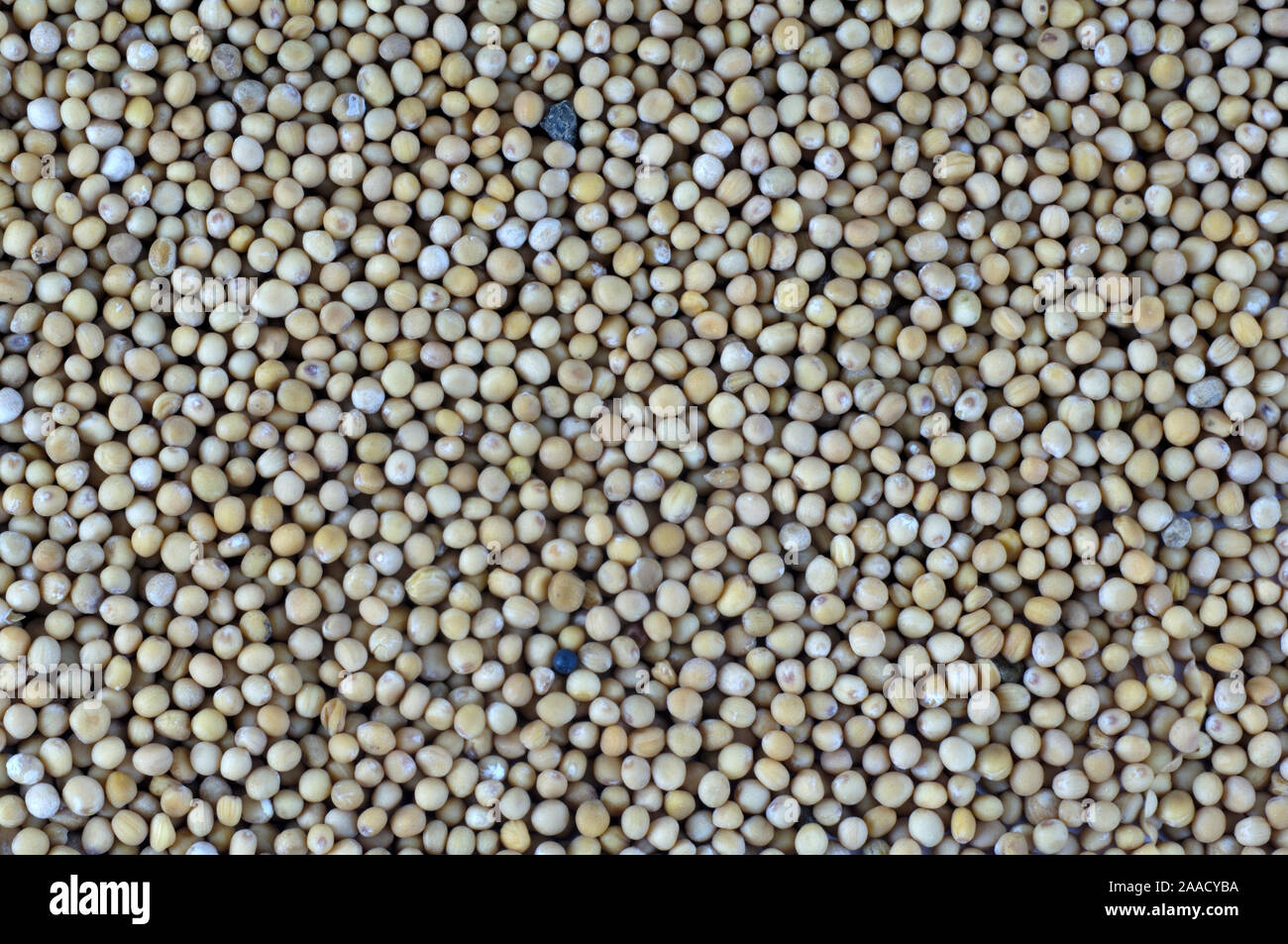 Mustard seats / (Sinapis alba) | Weisser Senf Samen / (Sinapis alba) /  duengen, dngen, Duenung, Dngung Stock Photo - Alamy