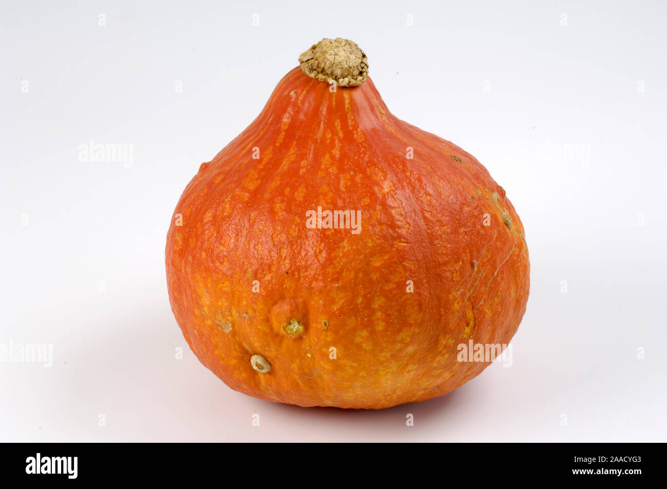 Pumpkin 'Hokkaido' / (Cucurbita pepo) | Speisekuerbis 'Hokkaido ...