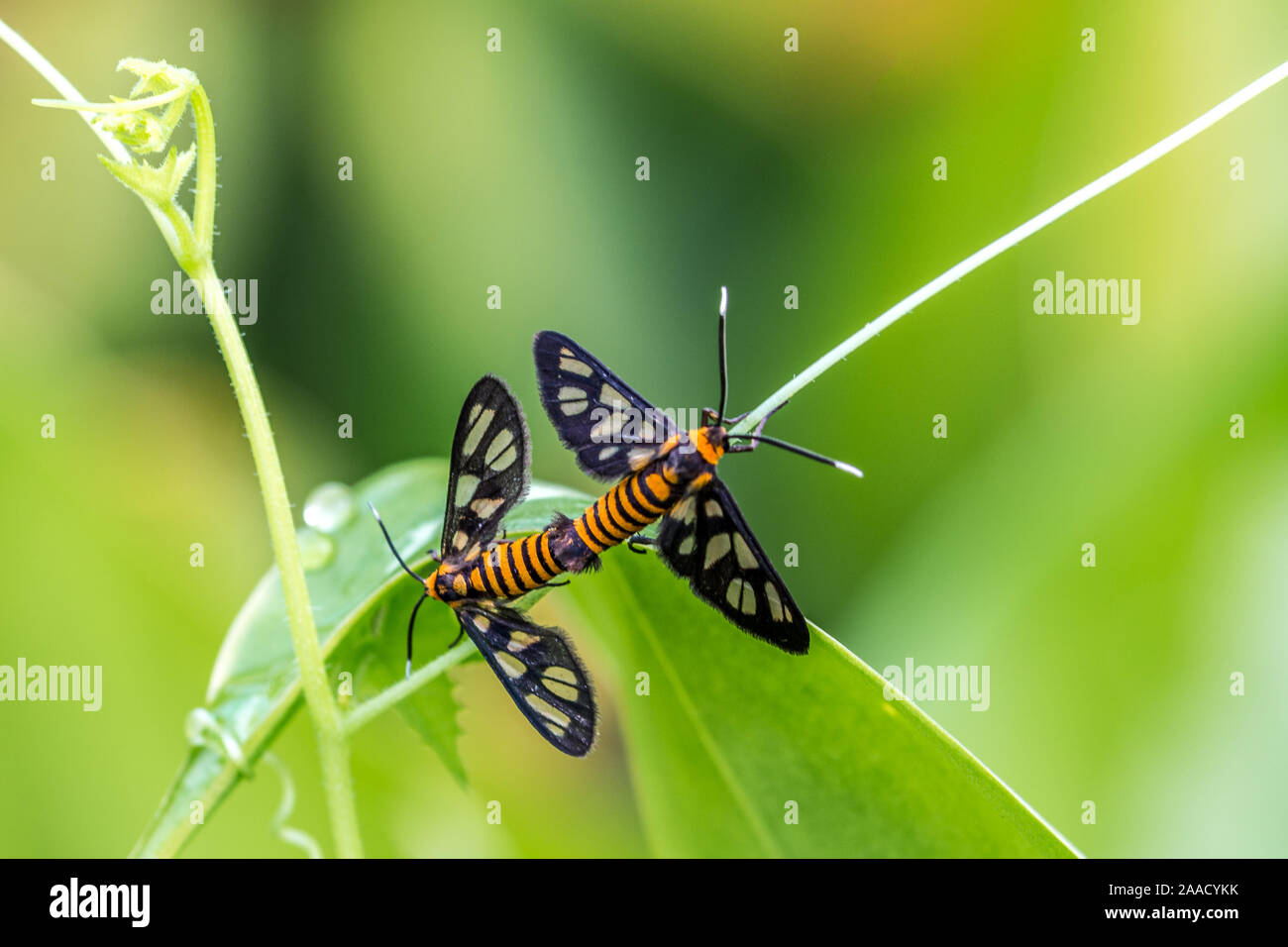 Amata huebneri, wasp moth family of Erebidae. Two moths mating Stock