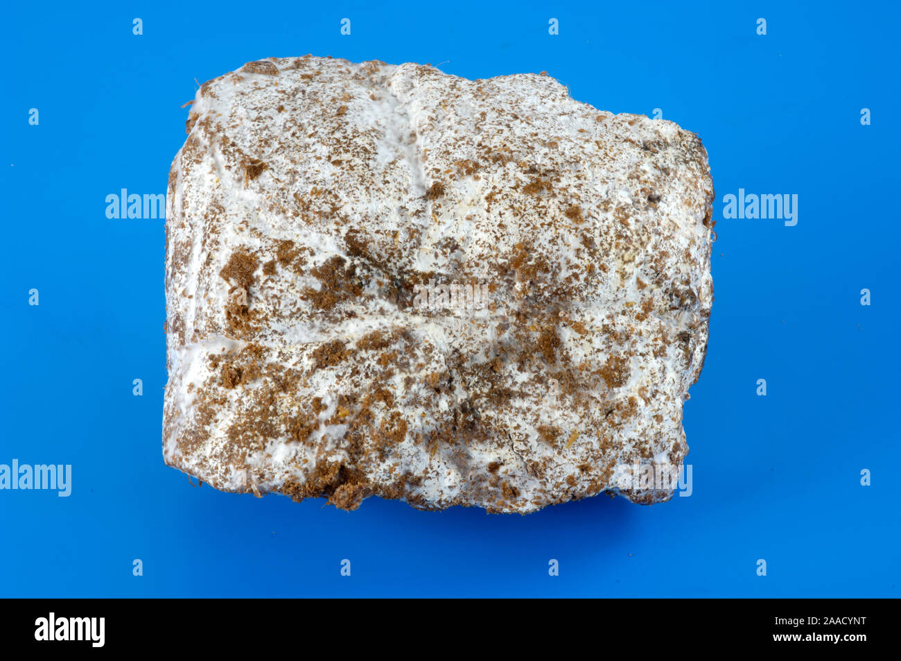 Black Poplar Mushroom, Mycel / (Agrocybe aegerita) Suedlicher