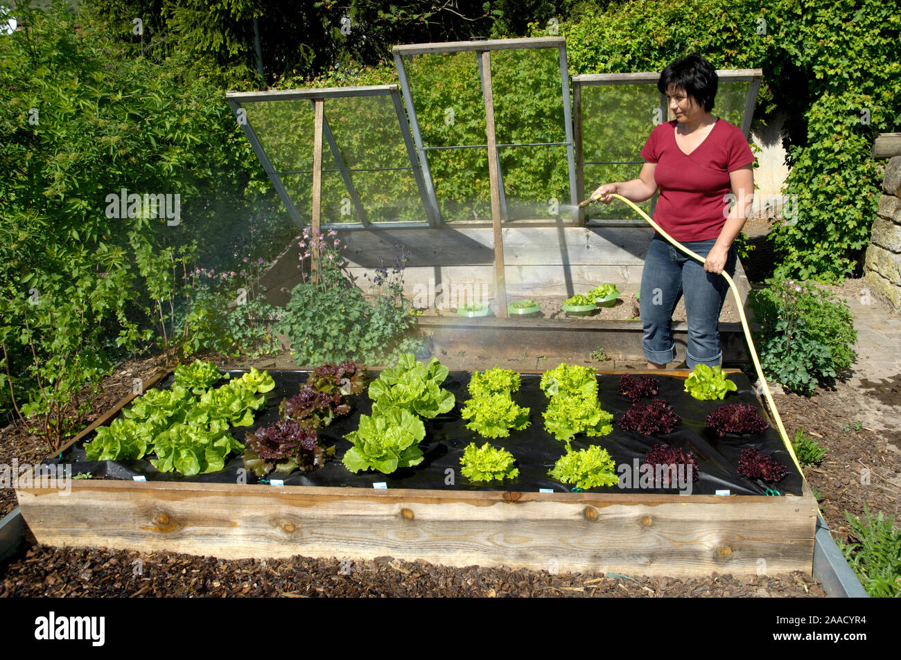 Woman poured salad bed in garden | Frau giesst Salatbeet im Garten Stock Photo