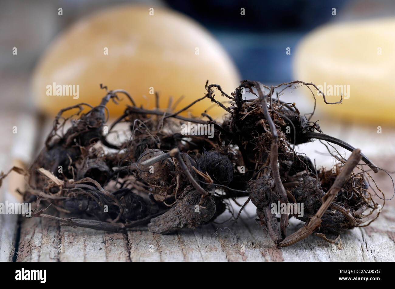 Musta roots / (Cyperus rotundus) / Nagarmustaka Wurzeln /  Ayuverdische Hoelzer, Reucherhoelzer, Ayurveda, Räucherhölzer, innen, Studio, indoor,  Nutg Stock Photo