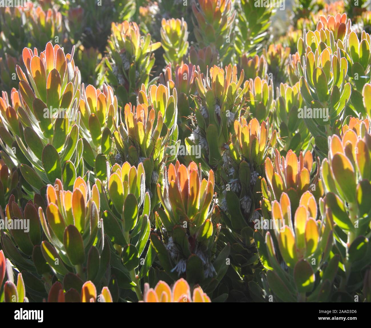 Proteas bathed in sunlight Stock Photo