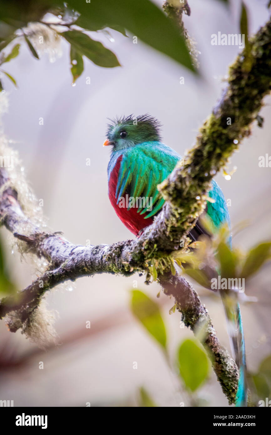Resplendent quetzal, pharomachrus mocinno. Birds of Costa Rica. San Gerardo de Dota Stock Photo