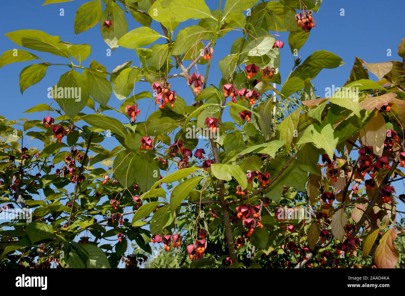 Spindle-tree, fruits / (Euonymus planipes) / Pfaffenhuetchen Großfruchtiges, Fruechte / Pfaffenhütchen, Spindelbaumgewaechse, Celastraceae Stock Photo