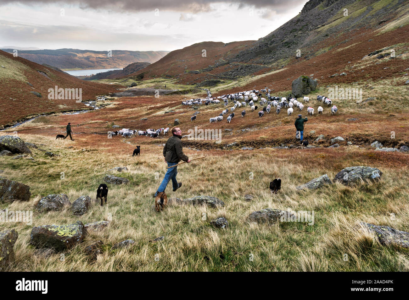 Fell gather of Herdwick and Swaledale sheep, Coniston, Cumbria, November 2019. A team of shepherds herd the flocks down towards Coniston village. Stock Photo