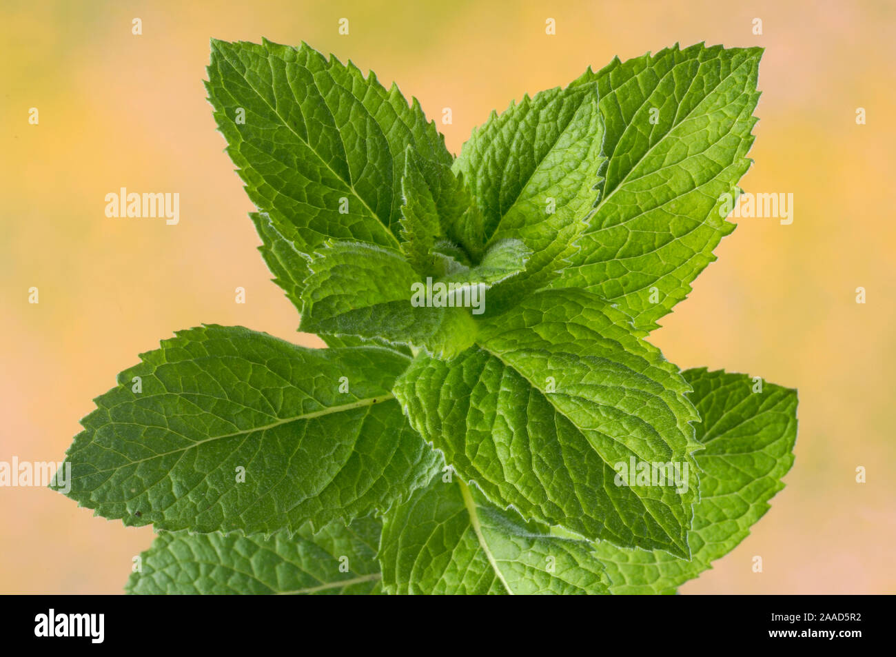 Apple Mint 'Bowles' / (Mentha x rotundifolia) ApfelMinze 'Bowles