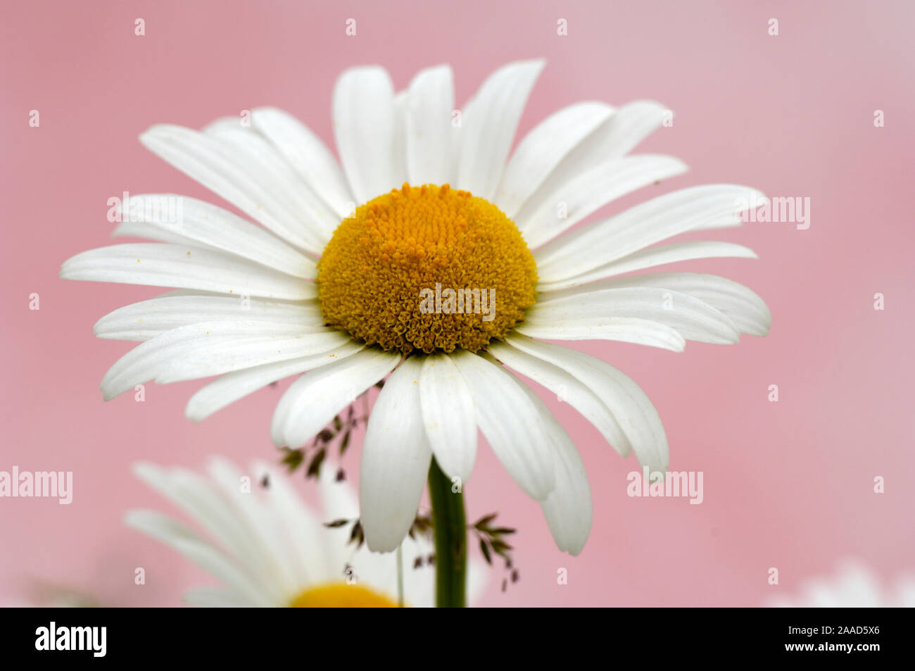 Ox-eye Daisy / (Leucanthemum vulgare, Chrysanthemum leucanthemum) | Wiesenmargerite / (Leucanthemum vulgare, Chrysanthemum leucanthemum) / Stock Photo