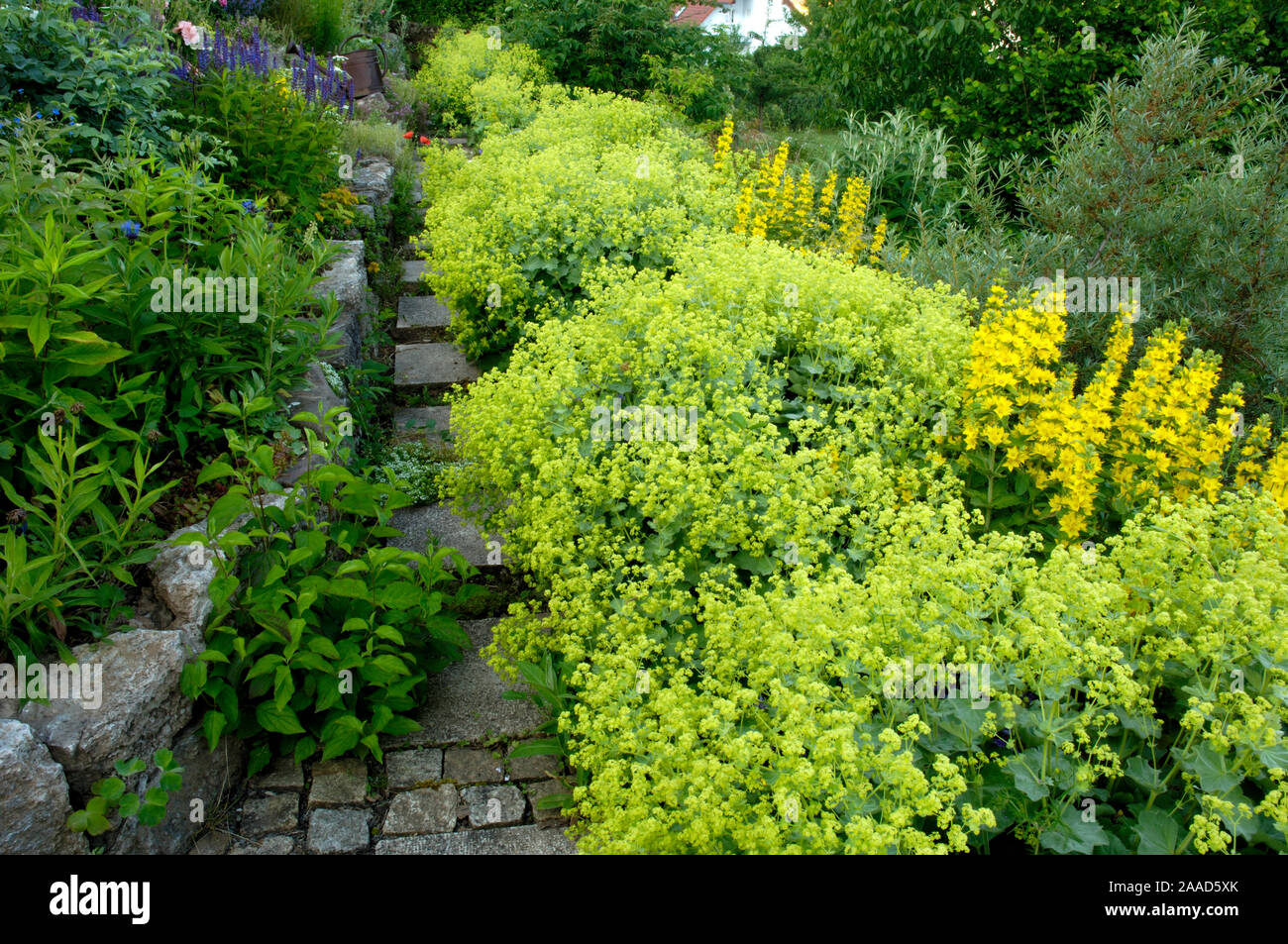Garden path with Lady's Mantle / (Alchemilla vulgaris) | Gartenweg mit Frauenmantel / (Alchemilla vulgaris) / Stock Photo