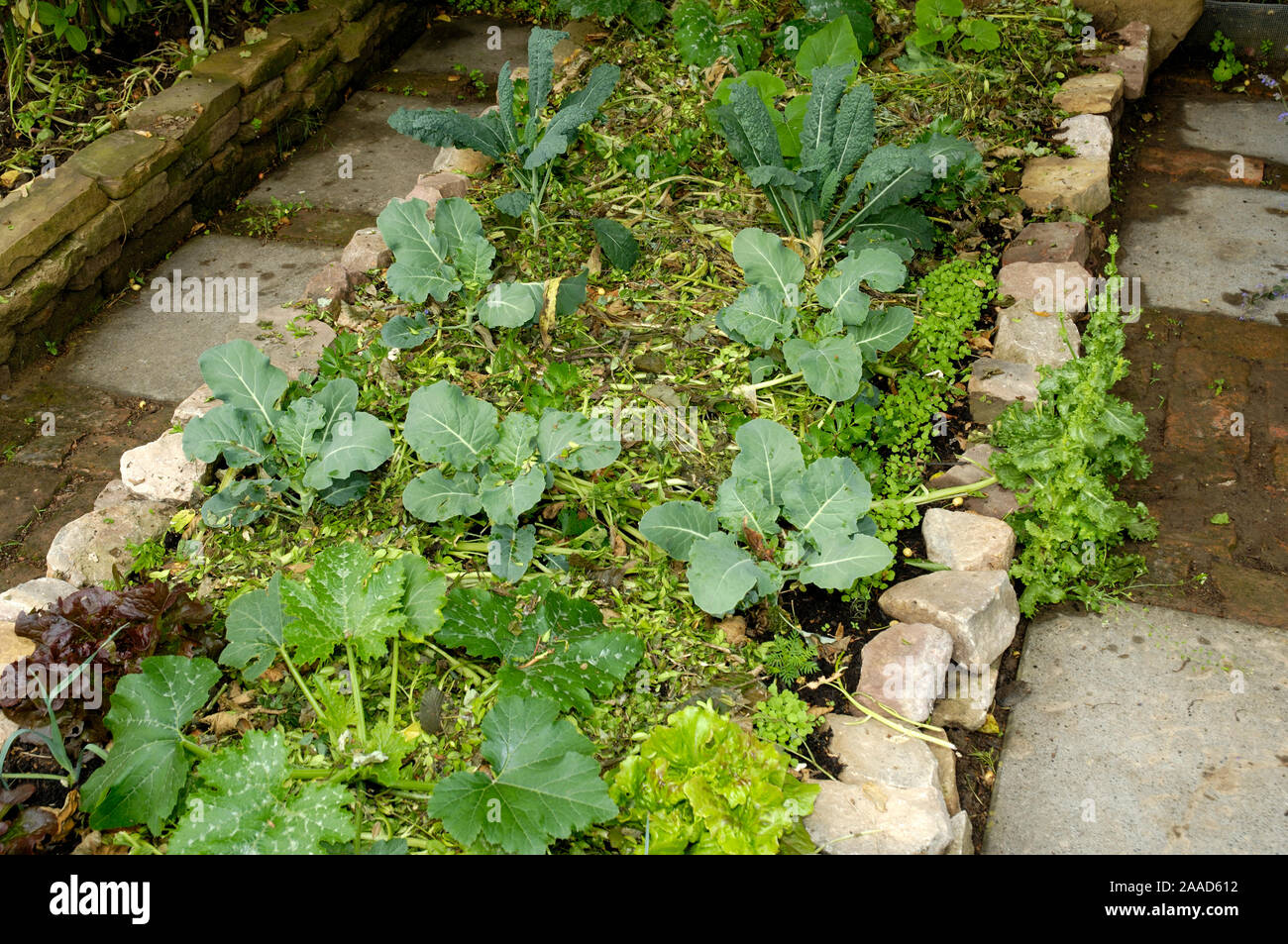 Bed of vegetables mulch | Gemuesebeet mit Salat und Kohl, gemulcht  / Stock Photo
