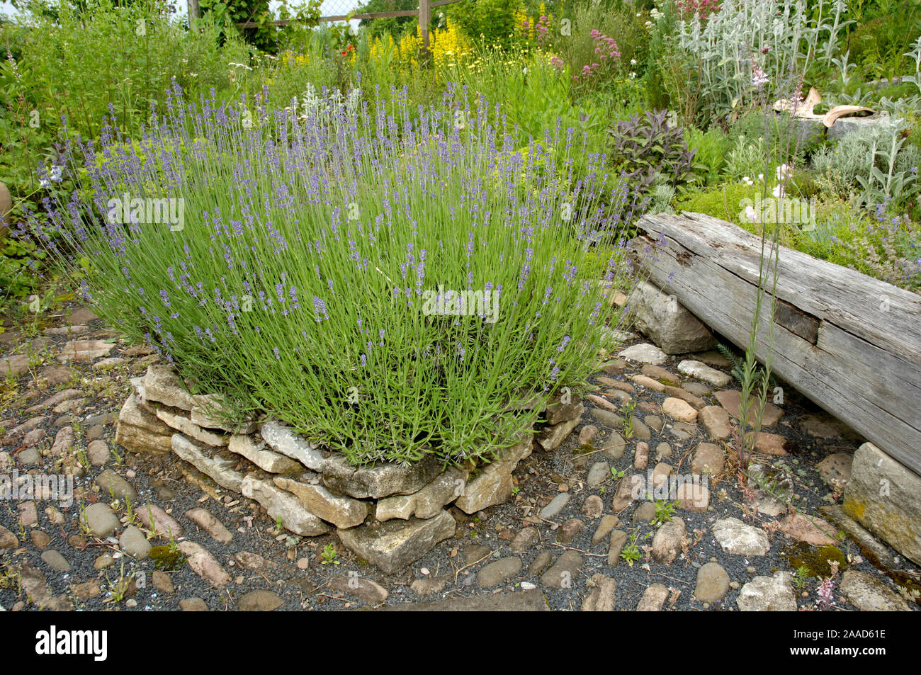 Path in herb garden with lavender / (Lavandula angustifolia) | Gartenweg in Kraeutergarten mit Lavendel / (Lavandula angustifolia) Stock Photo